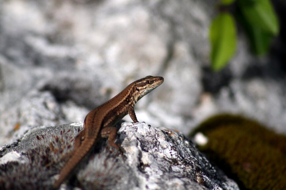 Nature creature dragon
