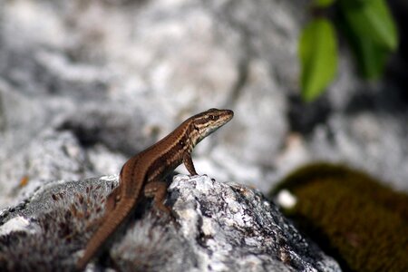 Nature creature dragon