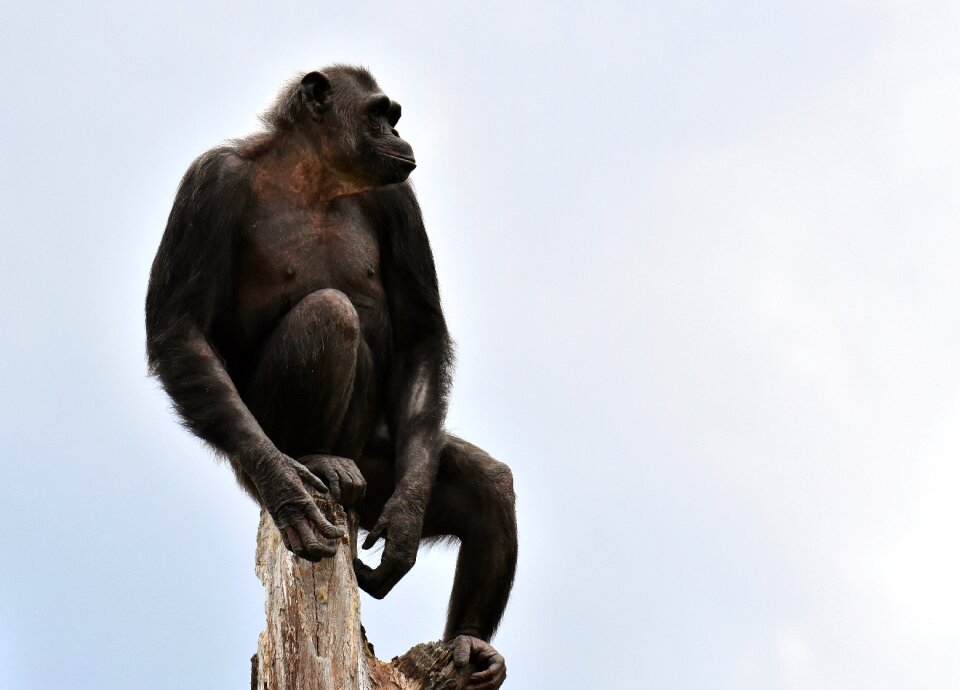 Animal ape mammal