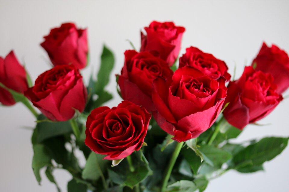 Nature romantic petals