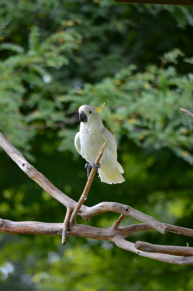 Yellow white wildlife