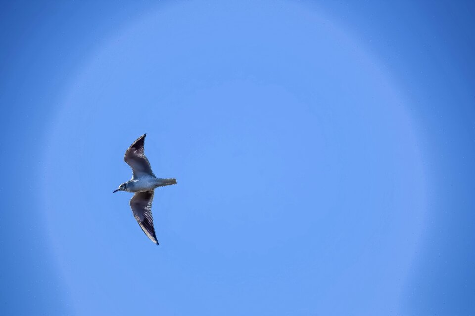 Bird nature outdoors