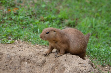 Rodent cute gophers