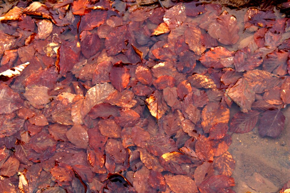 Autumn autumn colours warm