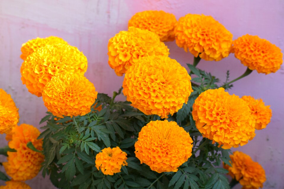 Plant bloom calendula