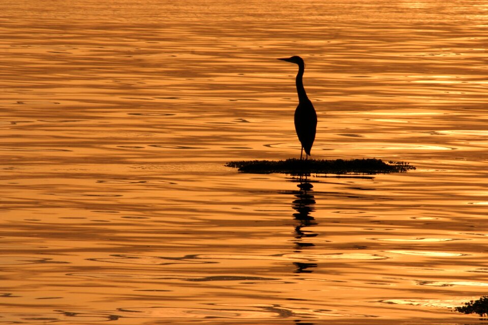 Spring heron ocean