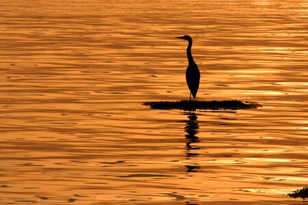 Spring heron ocean photo