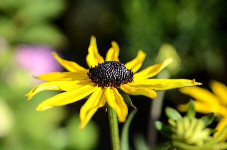 Flowering garden yellow flower