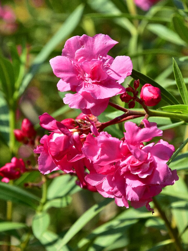 Petals flowering rosa