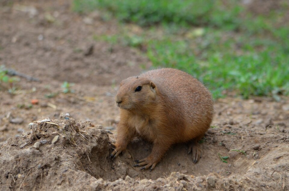 Rodent cute gophers