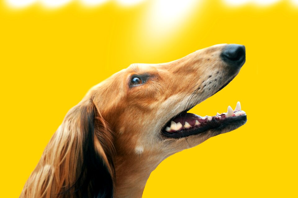 Animal race portrait