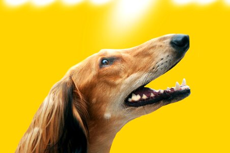 Animal race portrait