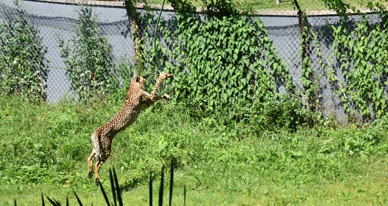 Hunting wild wildcat