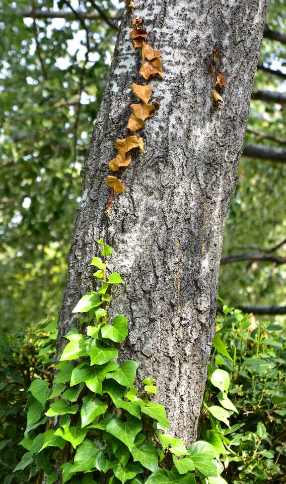 Forest wood leaves