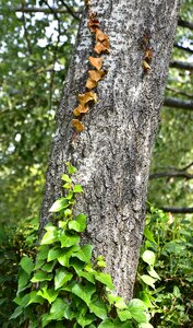 Forest wood leaves photo