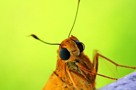 Fly antenna animal world photo