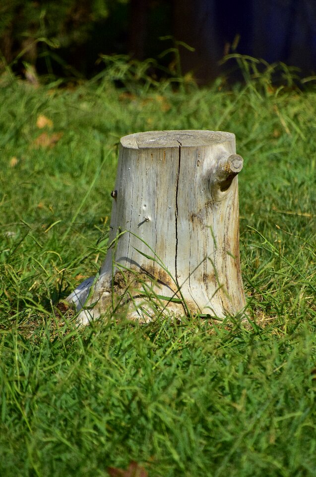 Trunk nature wood