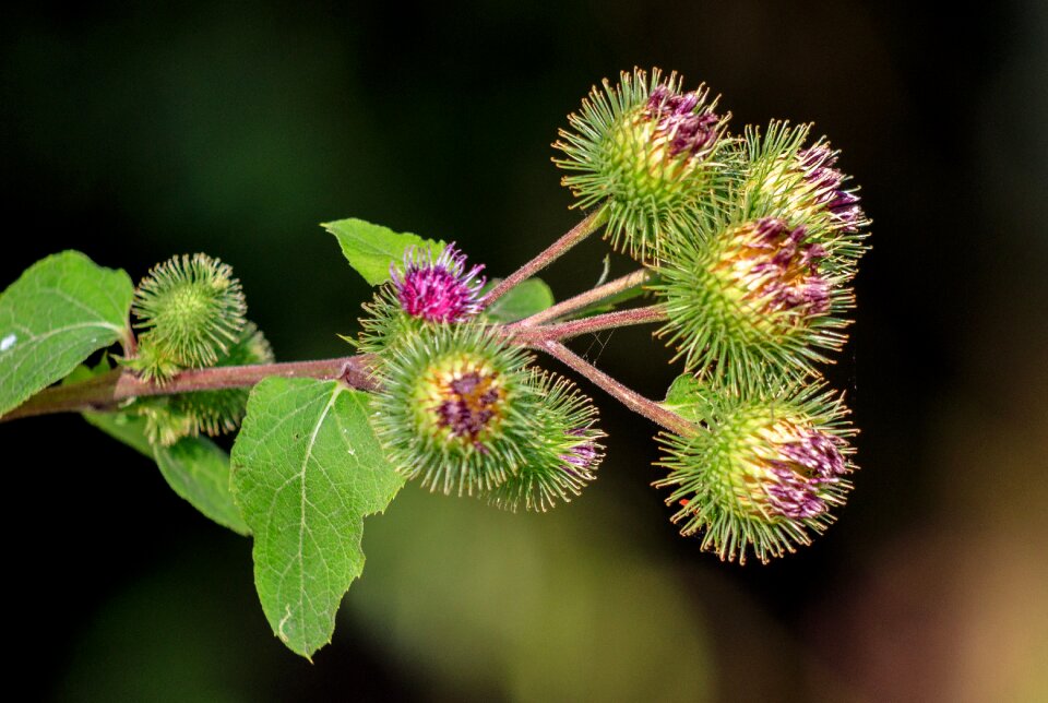 Nature summer blossom photo