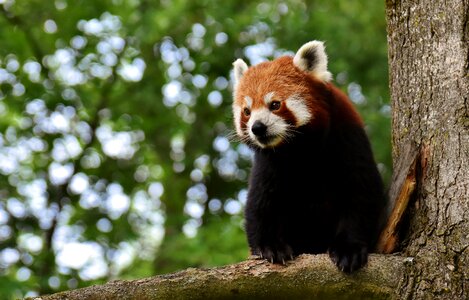Ailurus fulgens predator mammal