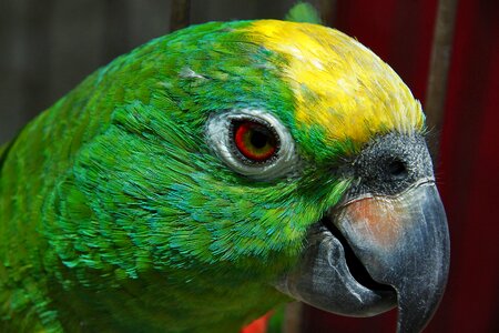 Animal animal world bill