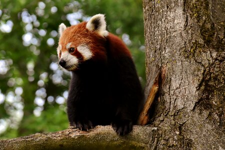 Ailurus fulgens predator mammal