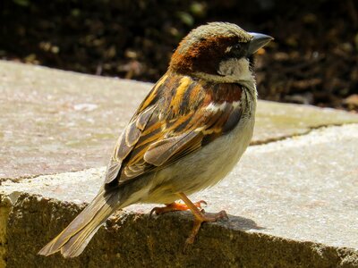 Nature brown house sparrow photo