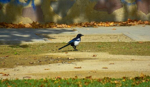 Pen nature ornithology photo