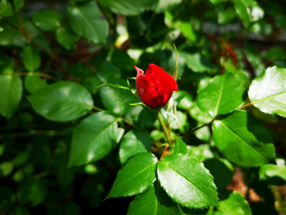 Bud flower bloom