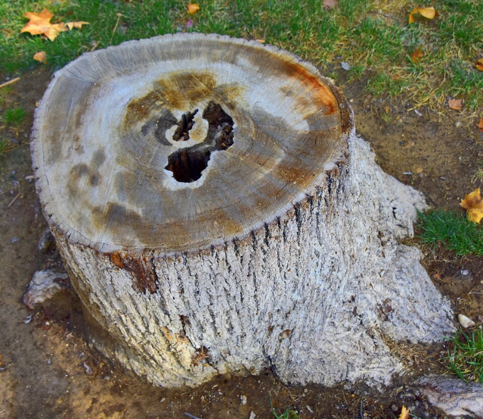 Trunk nature wood