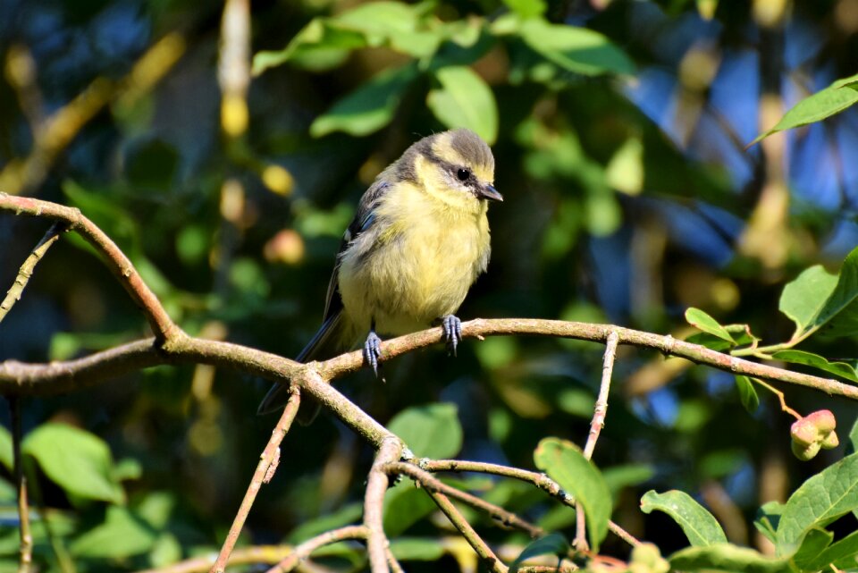 Small bird songbird young