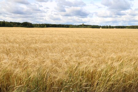 Cornfield landscape sky