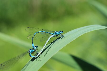 Close up flight insect blue dragonfly photo