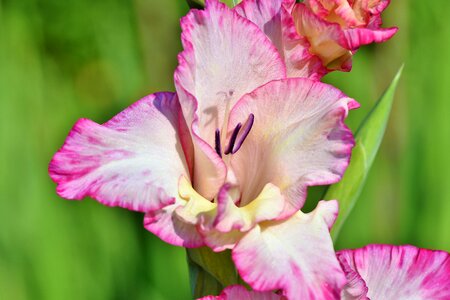 Sword flower blossom bloom