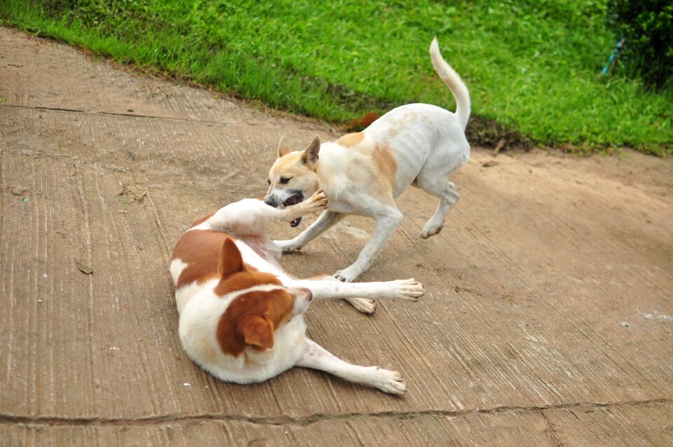 Lovely pets puppy
