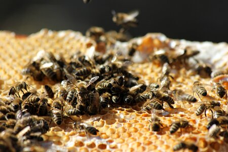Close up beeswax honey