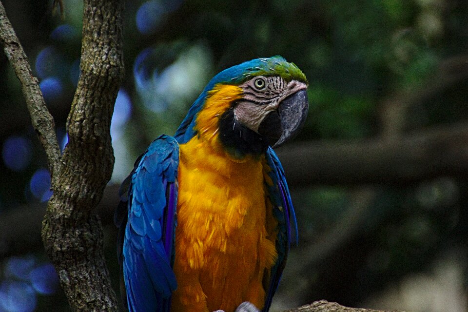 Colorful animal feather