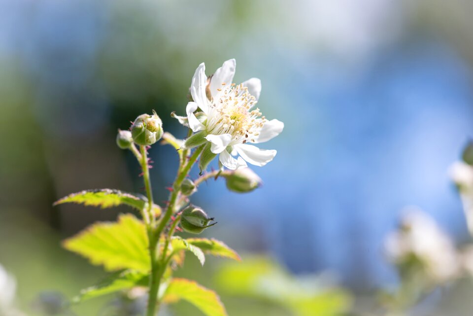 White blossom blackberry nature
