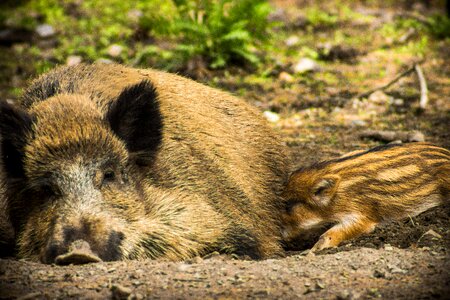 Mammal wild boar photo