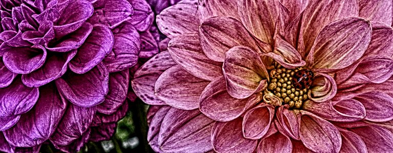 Dahlias asteraceae flower garden