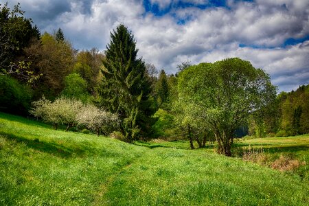 Nature summer landscape
