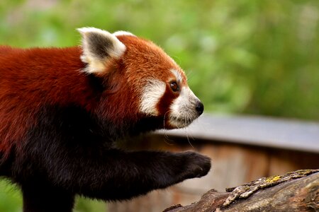 Ailurus fulgens predator mammal