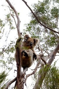 Nature cute marsupial