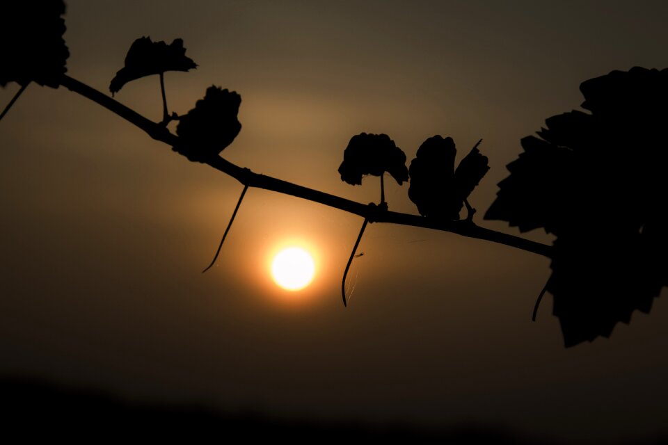 Sunset trees landscape