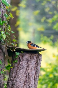 Tree wildlife finch
