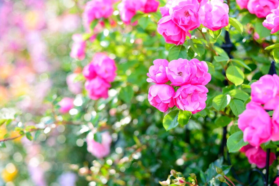 Rose garden plant flowers