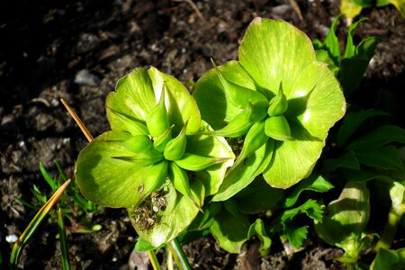 Hellebore seeds closeup