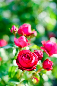 Rose garden plant flowers