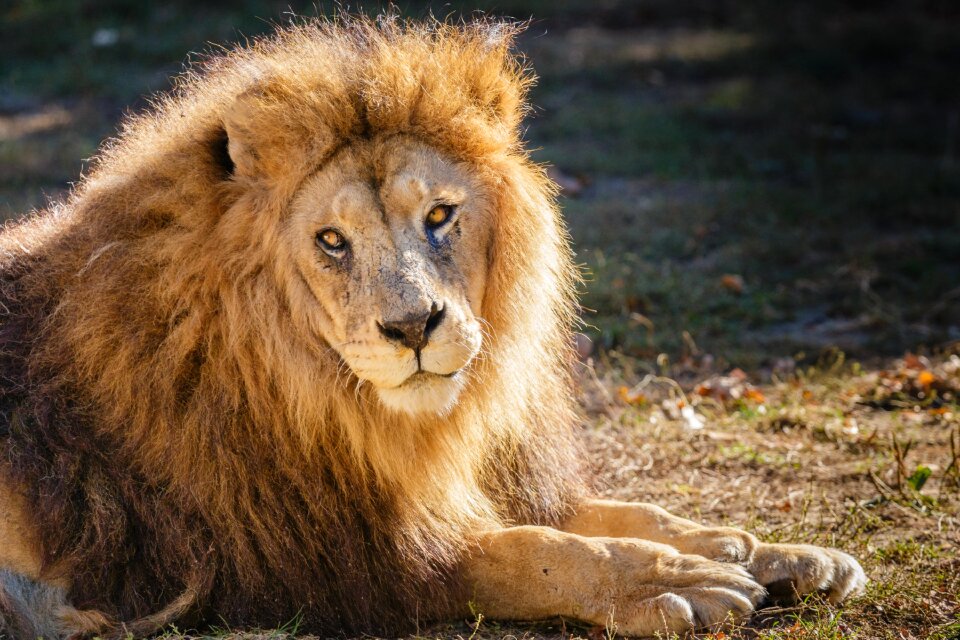 Zoo feline animal king