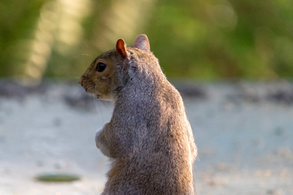 Cute mammal squirrel