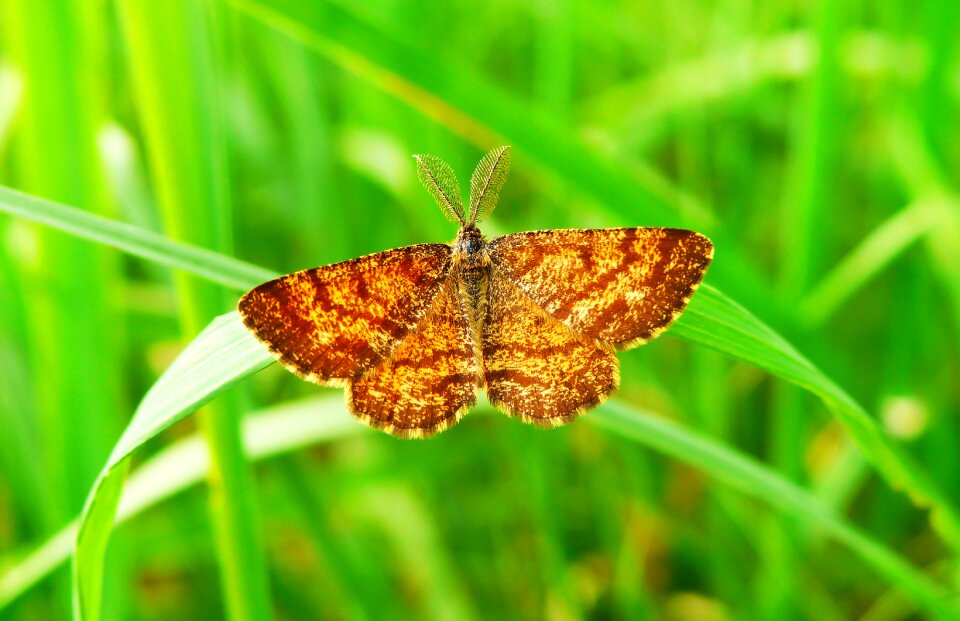 Mols insect animals